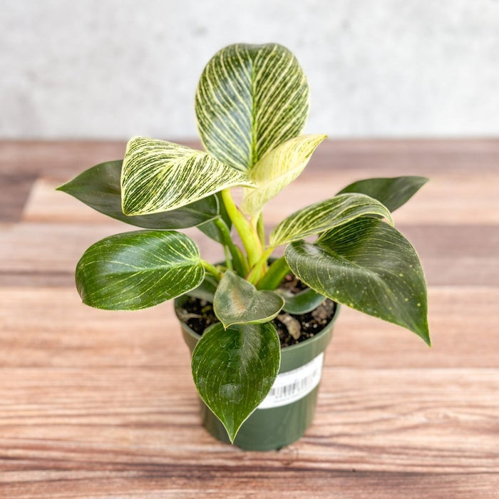 Philodendron Birkin with white striped foliage on table