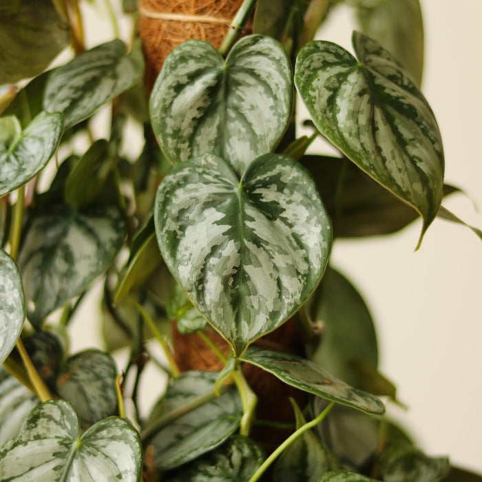 Closeup foliage of the Philodendron Brandtianum ‘Silver Leaf’ trailing silver‑mottled vine