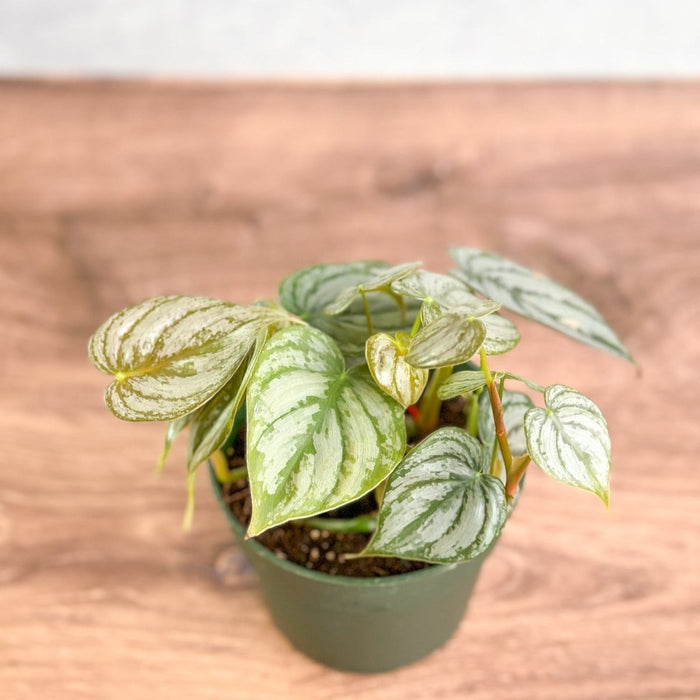 Philodendron Brandtianum 'Silver Leaf Philodendron' - 4 Inch - Ed's Plant Shop
