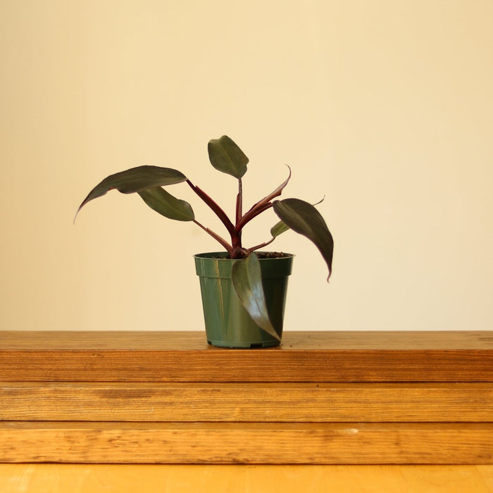 Philodendron ‘Pink Princess Burgundy’ on table
