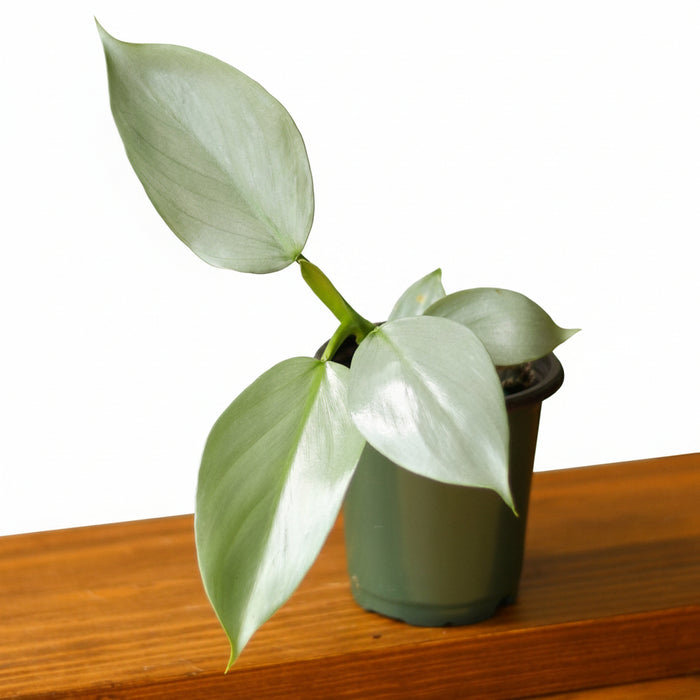 Philodendron hastatum Silver Sword starter plant with silvery oval leaves in 3.5-inch green nursery pot on wooden shelf