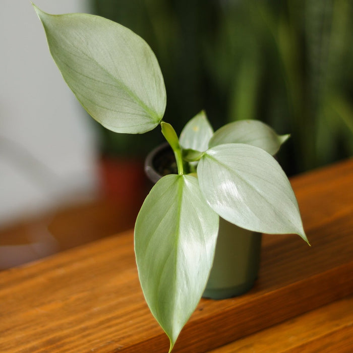 Close-up of Philodendron hastatum Silver Sword showing frosty silver-green leaves in small black nursery pot on wood surface