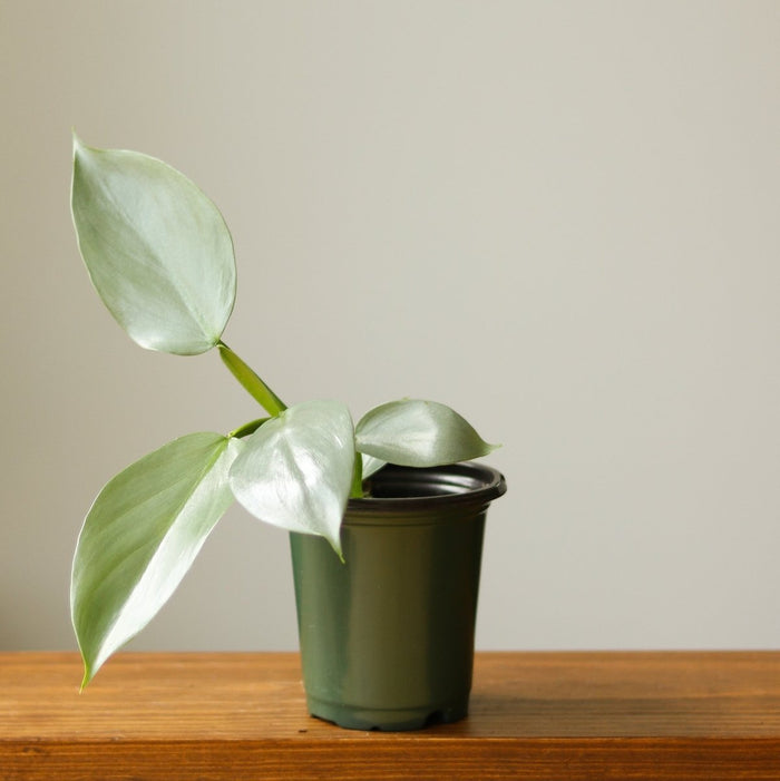 Philodendron hastatum Silver Sword with lance-shaped silver foliage in nursery pot – Ed's Plant Shop