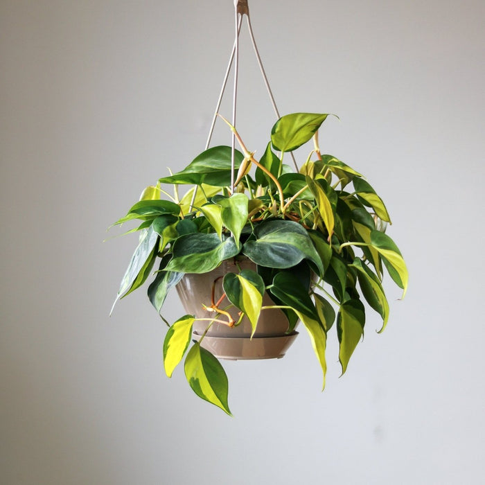 8" Hanging Basket