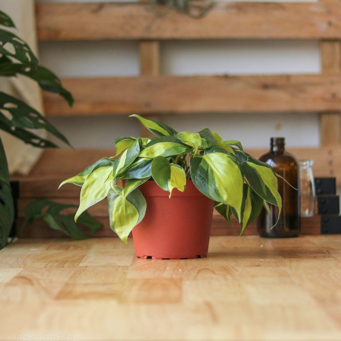 Philodendron Brasil Indoor Houseplant with brightly colored heart-shaped leaves