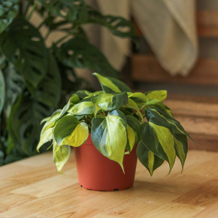 Philodendron Brasil plant styled on a desk for home office décor inspiration