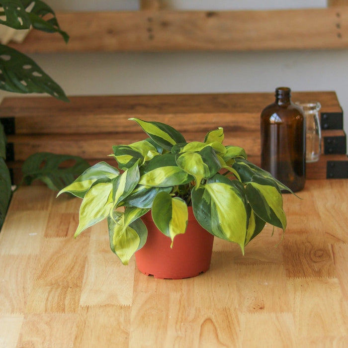 Philodendron hederaceum Brasil in 6-inch nursery pot on wooden table