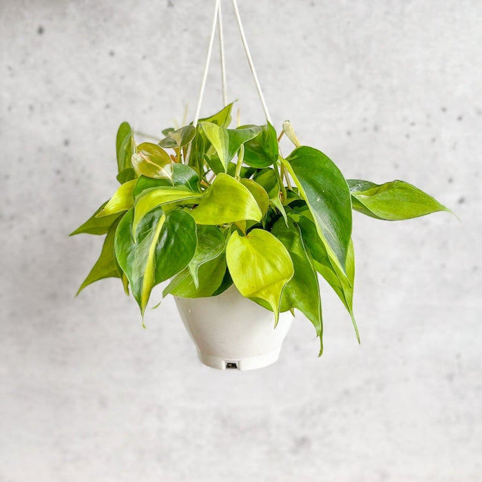6" Hanging Basket