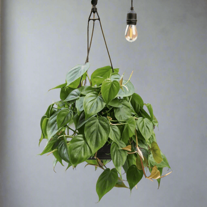 Philodendron Hederaceum - 'Heartleafed Philodendron' Hanging Basket Ed's Plant Shop