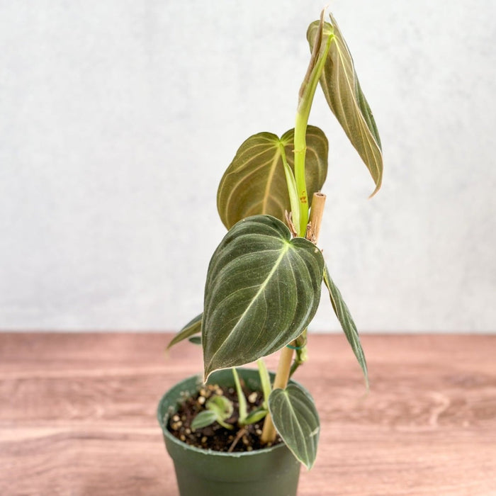 Philodendron melanochrysum - Black Gold Philodendron - Various Sizes - Ed's Plant Shop