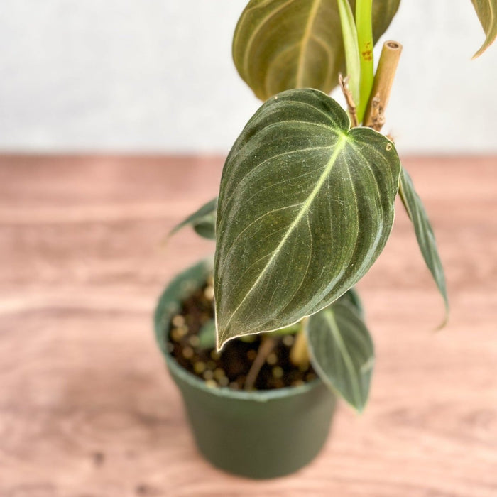 Philodendron melanochrysum - Black Gold Philodendron - Various Sizes - Ed's Plant Shop