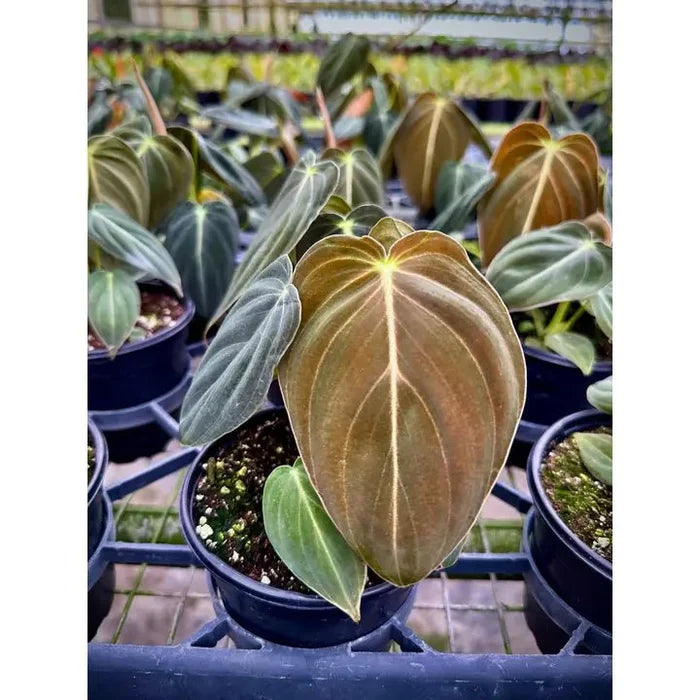 Philodendron melanochrysum – Black Gold Philodendron | Rare Aroid - Ed's Plant Shop