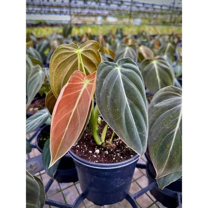 Philodendron melanochrysum – Black Gold Philodendron | Rare Aroid - Ed's Plant Shop