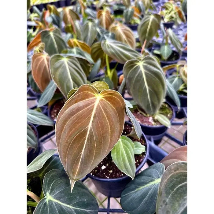 Philodendron melanochrysum – Black Gold Philodendron | Rare Aroid - Ed's Plant Shop