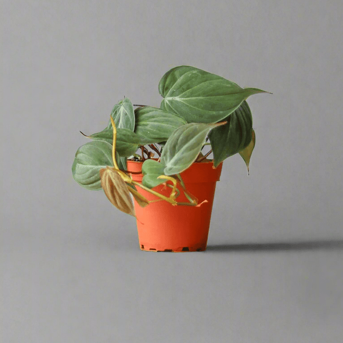 Velvety Philodendron Micans in red nursery pot with heart-shaped leaves and soft trailing vines.