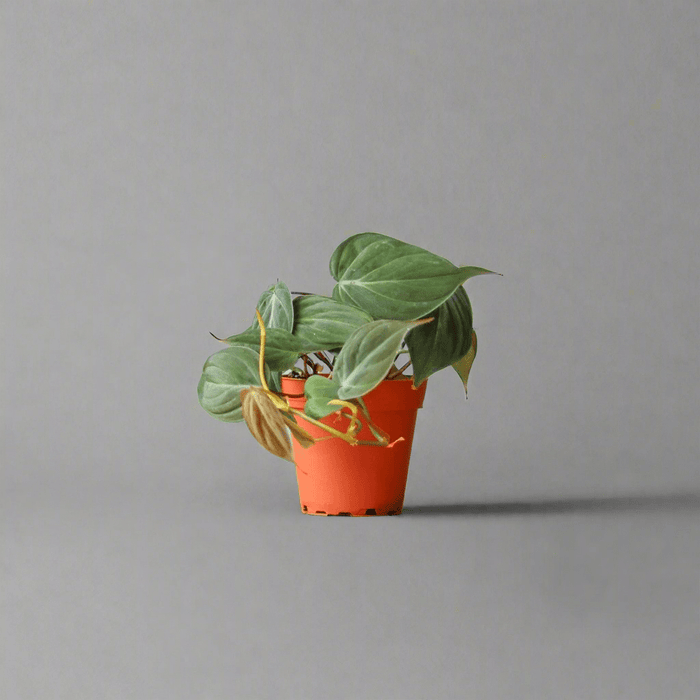 Philodendron Micans in orange pot on gray background, highlighting its rich velvet foliage.