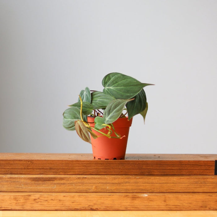 Small Philodendron Micans plant in terracotta pot on wooden table, with trailing green velvet leaves.