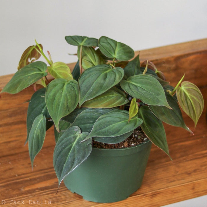 Philodendron Micans in green nursery pot on wooden shelf, compact with heart-shaped velvety leaves.