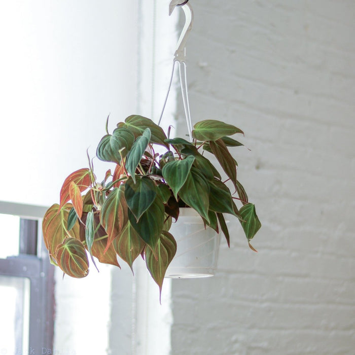 Philodendron Micans plant in white hanging pot near window, showing soft velvet green and bronze leaves.