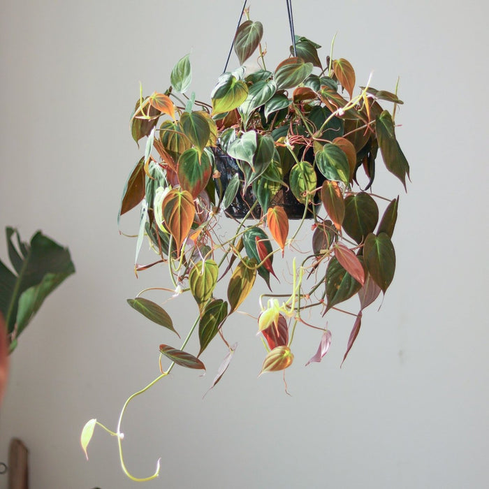 Philodendron Micans hanging basket with trailing velvety heart-shaped leaves in warm indoor light.
