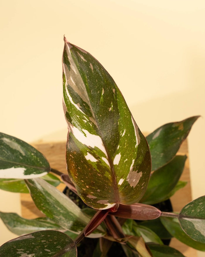 Close-up of variegated Philodendron ‘Pink Knight’ leaf showing pink, green, and white coloration