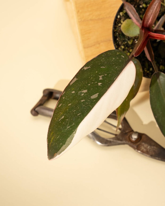 Young Philodendron ‘Pink Knight’ with emerging pink leaf and deep red petiole