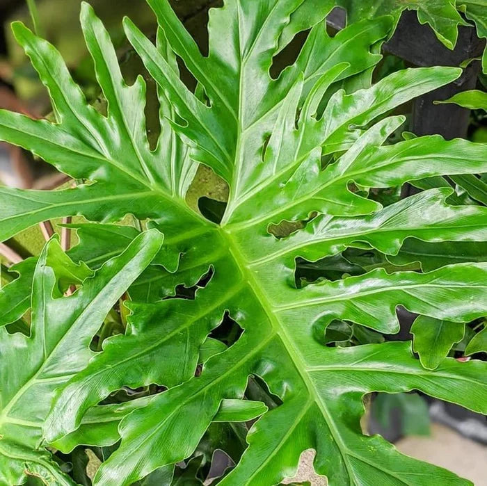 Philodendron selloum - Split Leaf Philodendron Floor Plant - Ed's Plant Shop