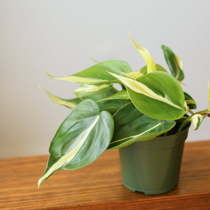 Philodendron hederaceum 'Silver Stripe' - Various Sizes - Ed's Plant Shop