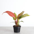 Philodendron ‘Sun Red’ – Vibrant Red - Tinted New Growth - Ed's Plant Shop