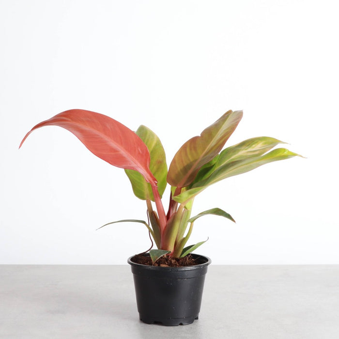 Philodendron ‘Sun Red’ – Vibrant Red - Tinted New Growth - Ed's Plant Shop
