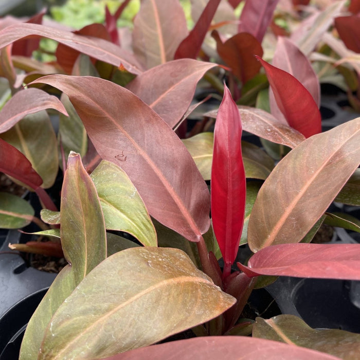 Philodendron ‘Sun Red’ – Vibrant Red - Tinted New Growth - Ed's Plant Shop