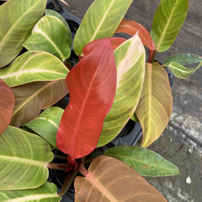 Philodendron ‘Sun Red’ – Vibrant Red - Tinted New Growth - Ed's Plant Shop