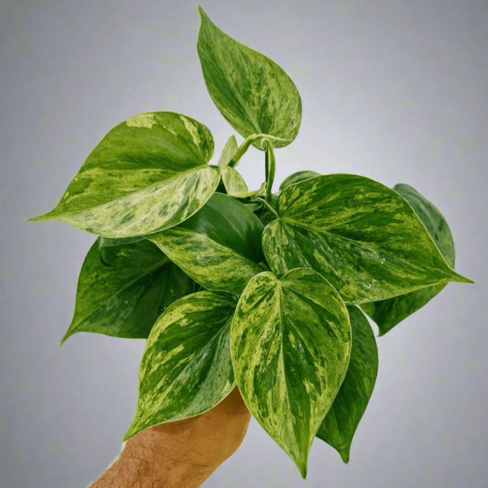 Rare Variegated Philodendron Heartleaf with green and yellow marbled leaves held against a neutral background.