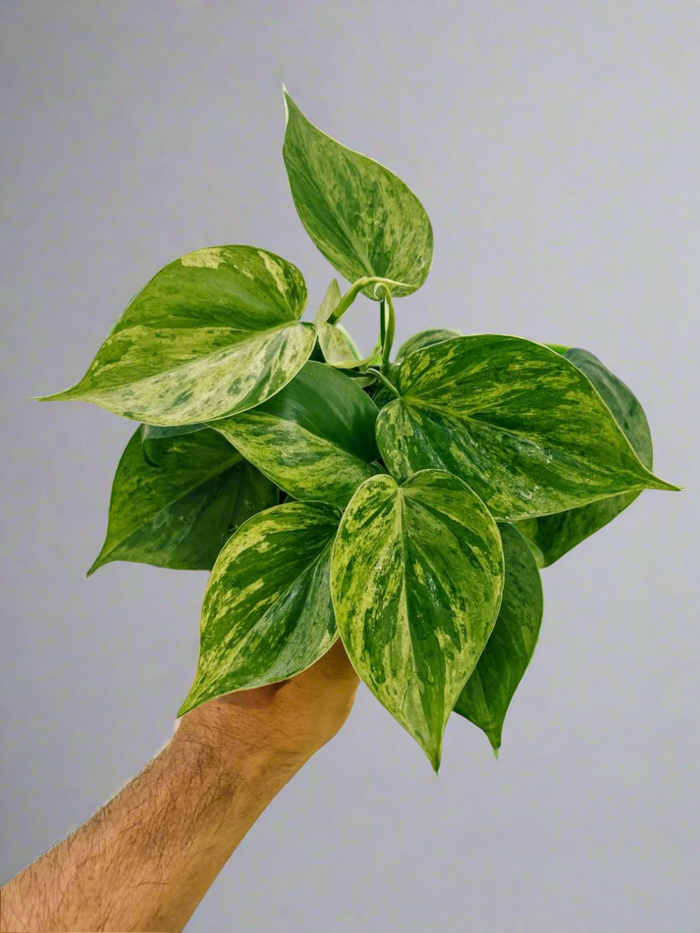 Hand holding a Rare Variegated Philodendron Heartleaf with variegated green and lime-yellow heart-shaped leaves.