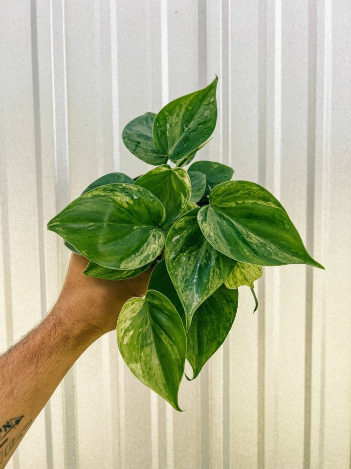Hand holding a Variegated Philodendron Heartleaf plant with glossy green and yellow marbled foliage.
