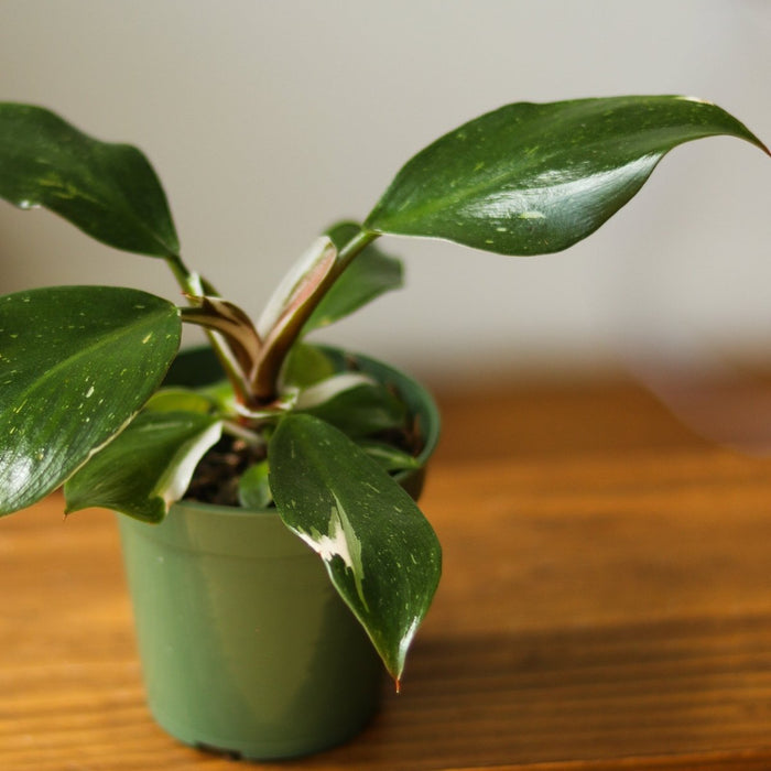 Philodendron 'White Knight' - 4 Inch - Ed's Plant Shop