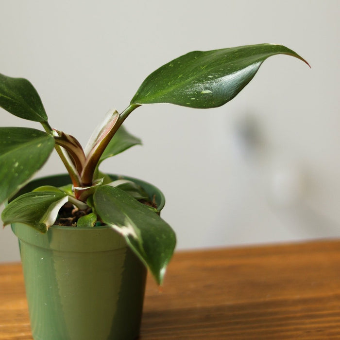 Philodendron 'White Knight' - 4 Inch - Ed's Plant Shop