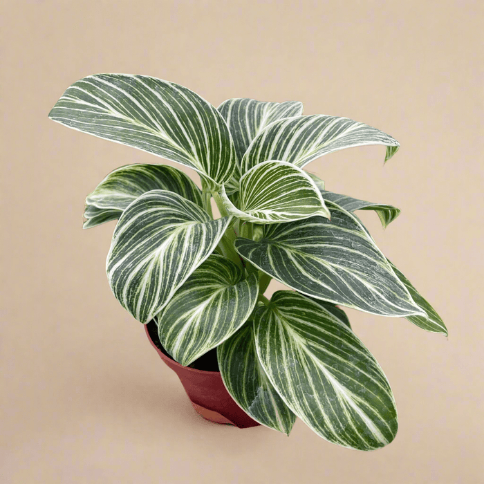 White measure Rare Philodendron Foliage - Ed's Plant Shop