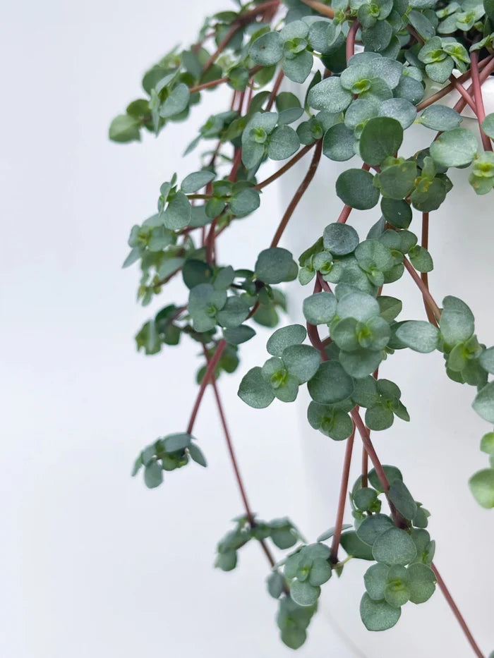 Pilea glauca 'Aqua' Silver Sparkle - 4.5" Hanging Basket - Ed's Plant Shop