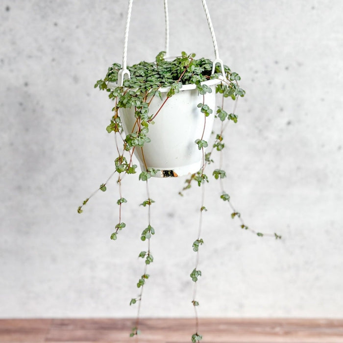 Pilea ‘Aqua’ vines cascading from a hanging basket with delicate blue-green foliage.