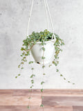 Full view of Pilea glauca ‘Aqua’ in a 4.5 inch hanging basket with trailing silver-toned leaves.