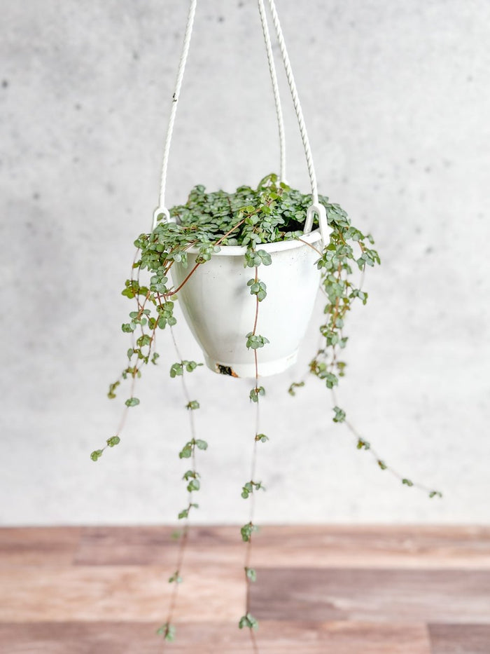 Full view of Pilea glauca ‘Aqua’ in a 4.5 inch hanging basket with trailing silver-toned leaves.