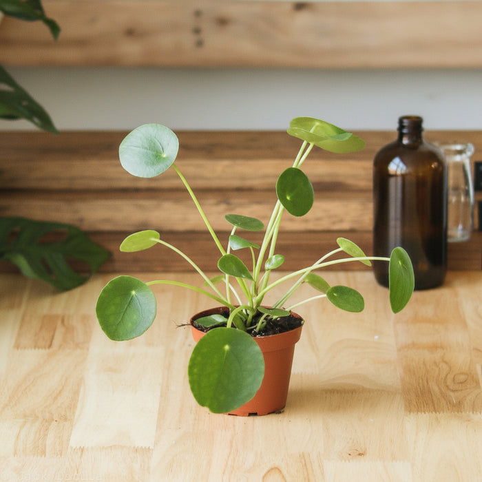 Pilea peperomioides Friendship Plant in bright indirect light houseplant for home or office décor