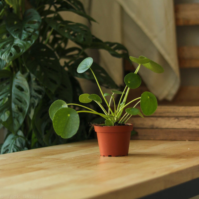 Pilea Peperomioides 'Friendship Plant' on a desk in Ed's Plant Shop