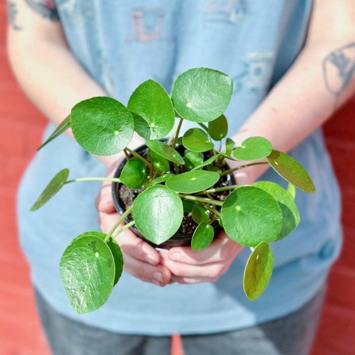 Ed's Plant Shop staff holding Pilea peperomioides Chinese Money Plant in small black nursery pot, showing round coin-shaped leaves and compact form