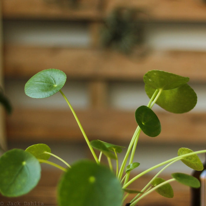 Close up of Pilea peperomioides ‘Friendship Plant’ round green leaves