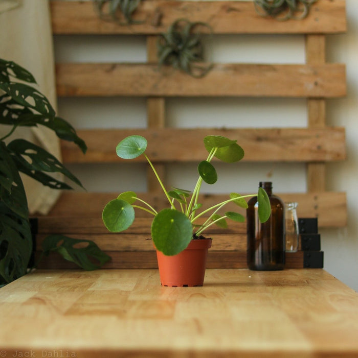 Pilea Peperomioides Friendship Plant in a red nursery pot on a table in a bright sunny room