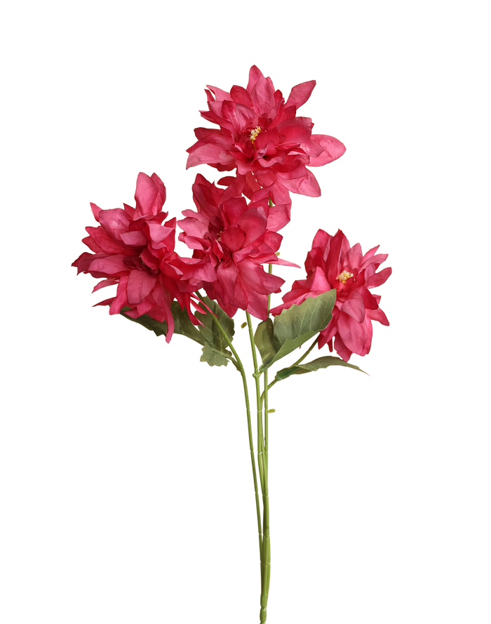 Pink Dahlia