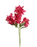 Pink Dahlia