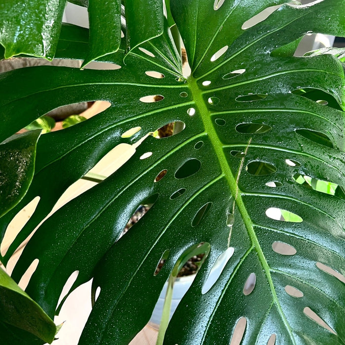 Plant Perfection - Leaf Shine For Houseplants - Ed's Plant Shop